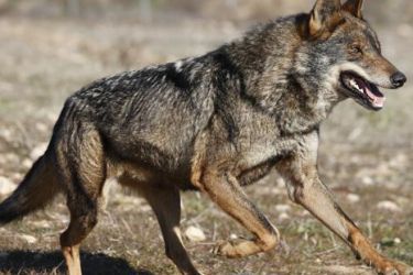 Lobo