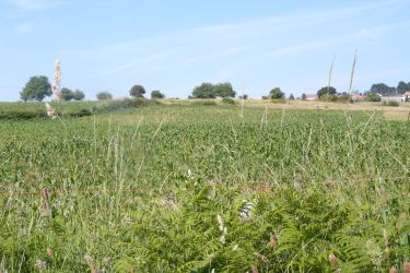 campo
