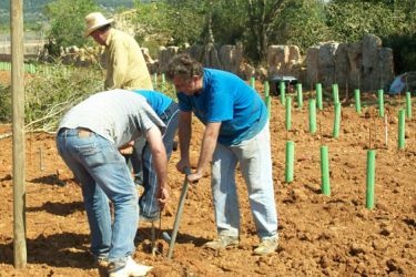 Plantación de viñedo