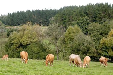 Rubia Galega