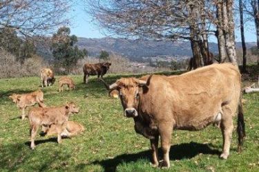 vacas