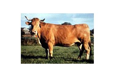 Rubia Galega