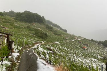 Sarabiada