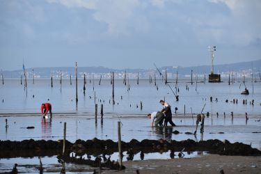 marisqueo