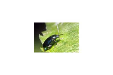 altica quercetorum