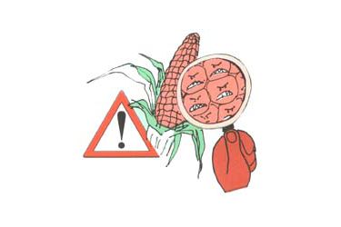 Un recente estudo revela os efectos que o  millo NK603xMON810 ten para a fertilidade
