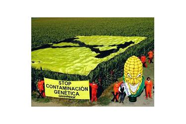 STOP contaminación transxénica