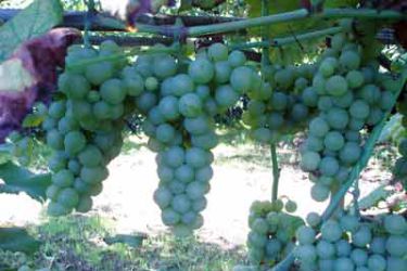 uvas