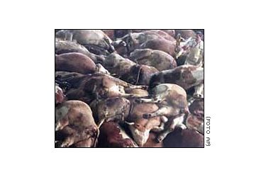 vacas mortas amontoadas