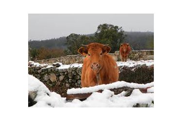 Vacas na neve