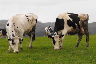 Vacas de leite