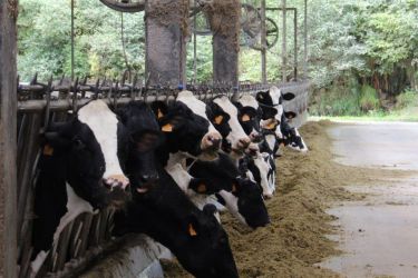 Vacas de leite