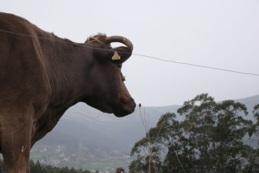 vaca_201221