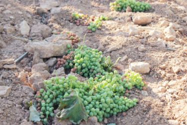 Vendima en verde