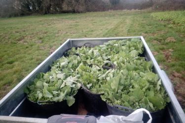 verduras apañadas na horta- Cartelle