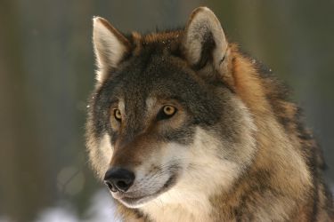lobo