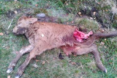 Becerro morto Teixeira