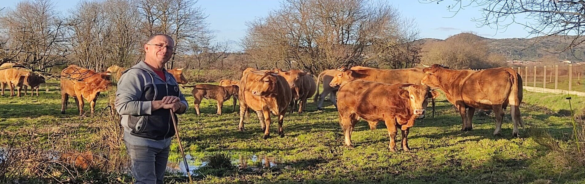 Vacas